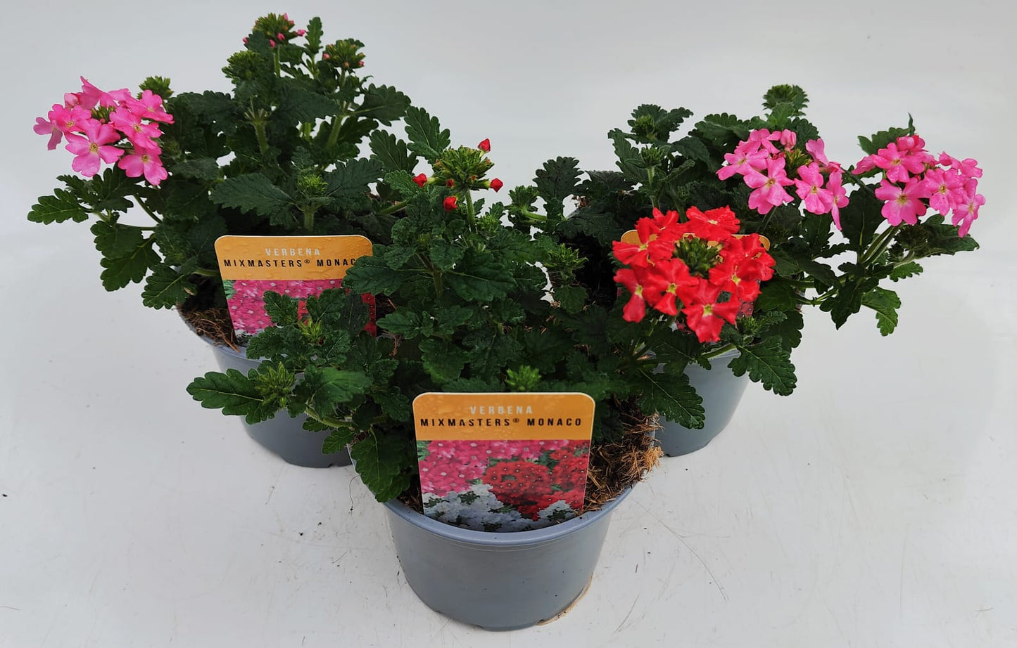 x2 Verbena Mix Masters Monaco 13cm/1 Ltr