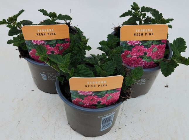 x3 Verbena Venturi Neon Pink 10.5cm/9cm