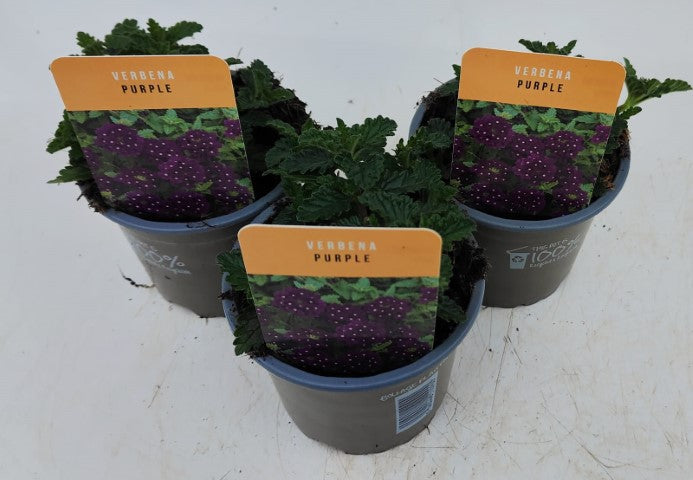 x3 Verbena Venturi Purple 10.5cm/9cm