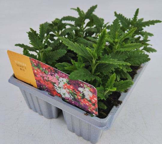 x10 Verbena Quartz Mix XL Plug Plants