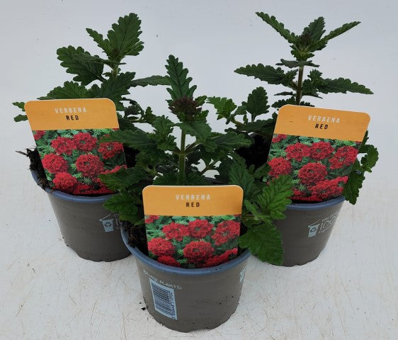 x3 Verbena Venturi Red 10.5cm/9cm