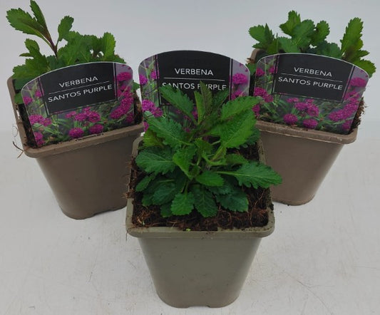 x2 Verbena Santos Purple 13cm/1 Litre