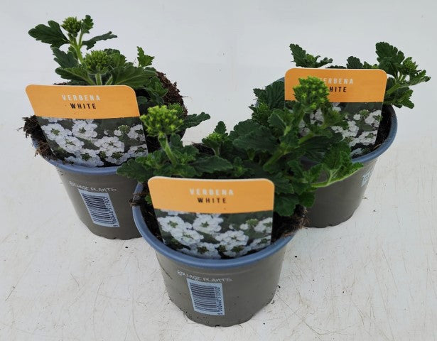 x3 Verbena Venturi White 10.5cm/9cm