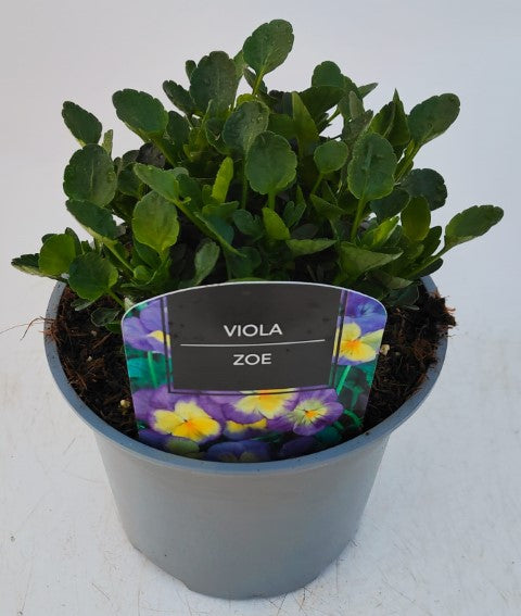 x1 Viola Scented Zoe - 17cm/2Litre