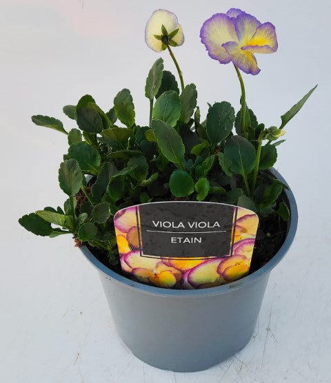 x1 Viola Scented Etain - 17cm/2Litre