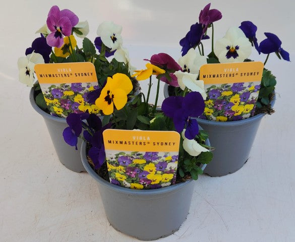 x2 Viola Evo Mini MixMaster Sydney 13cm/1 Ltr