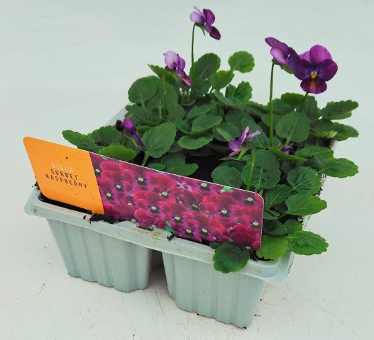 x10 Viola Raspberry Flower Plants