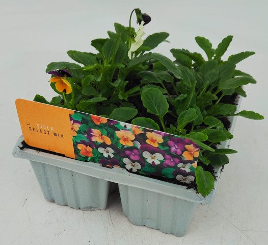 Viola Sorbet Mix Plants 10-Pack – Vibrant, Hardy Annual Flowers for Garden or Pots