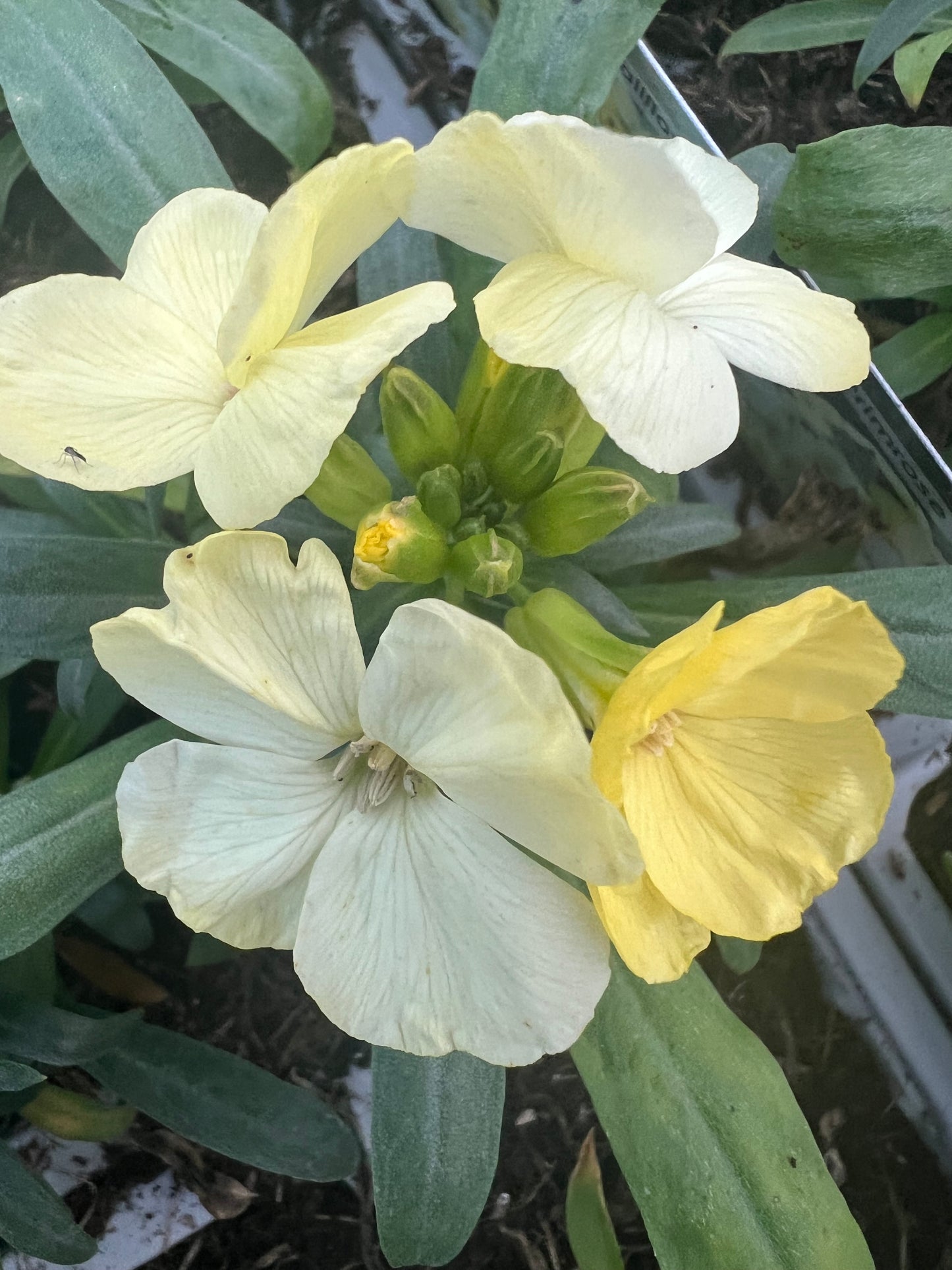 x10 Wallflower SugarRush Primrose Yellow Plants