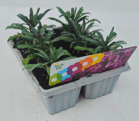 x10 Wallflower SugarRush Purple Bicolour Plants