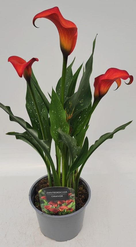x1 Zantedeschia (Calla Lily) Orange 17cm/2Litre