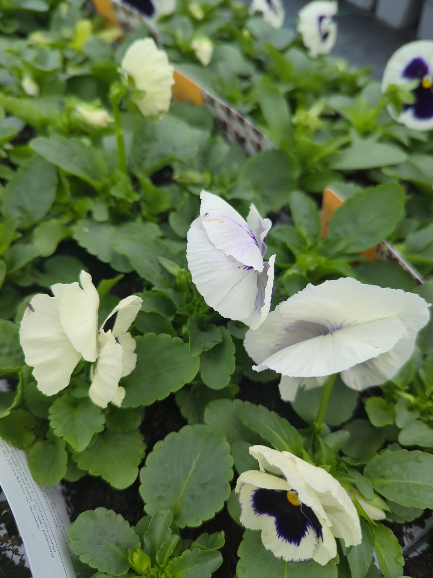 x10 Pansy White Blotch Flower Plants