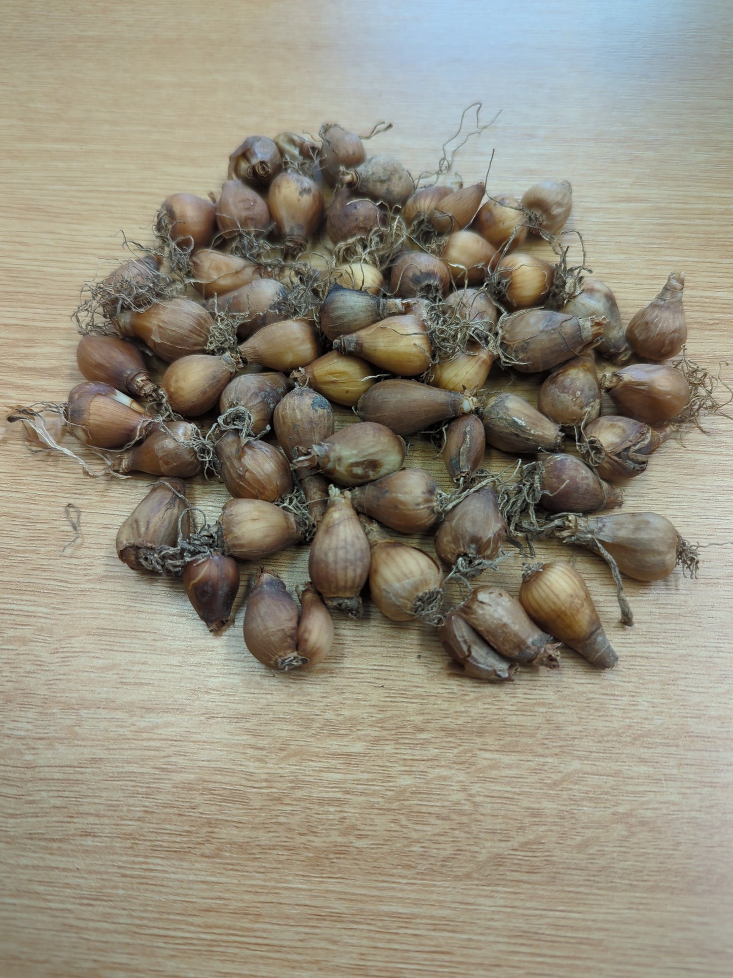 Snowdrop Bulbs Galanthis Woronowii X50