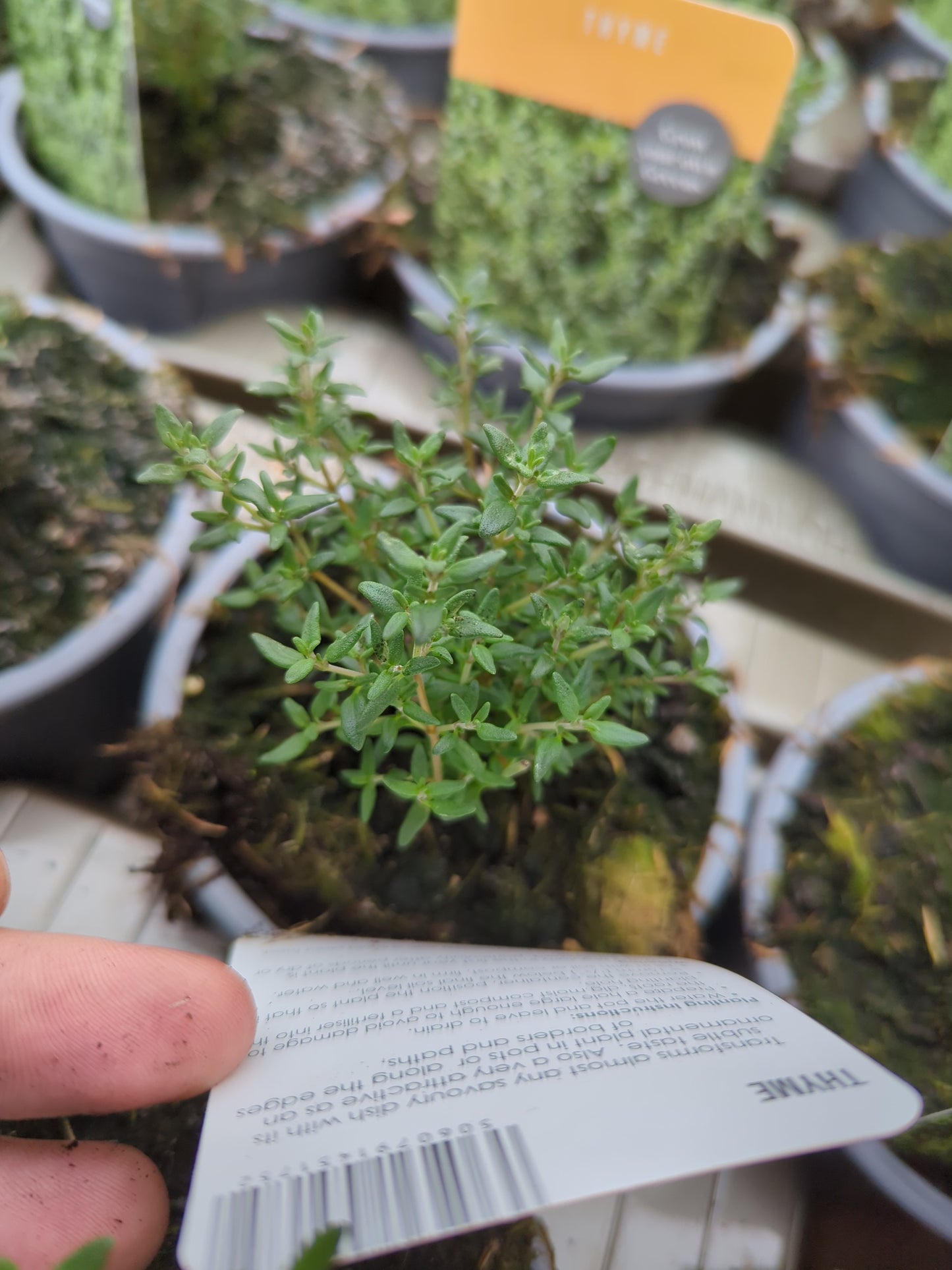x3 Thyme - Aromatic Herb 10.5cm/9cm