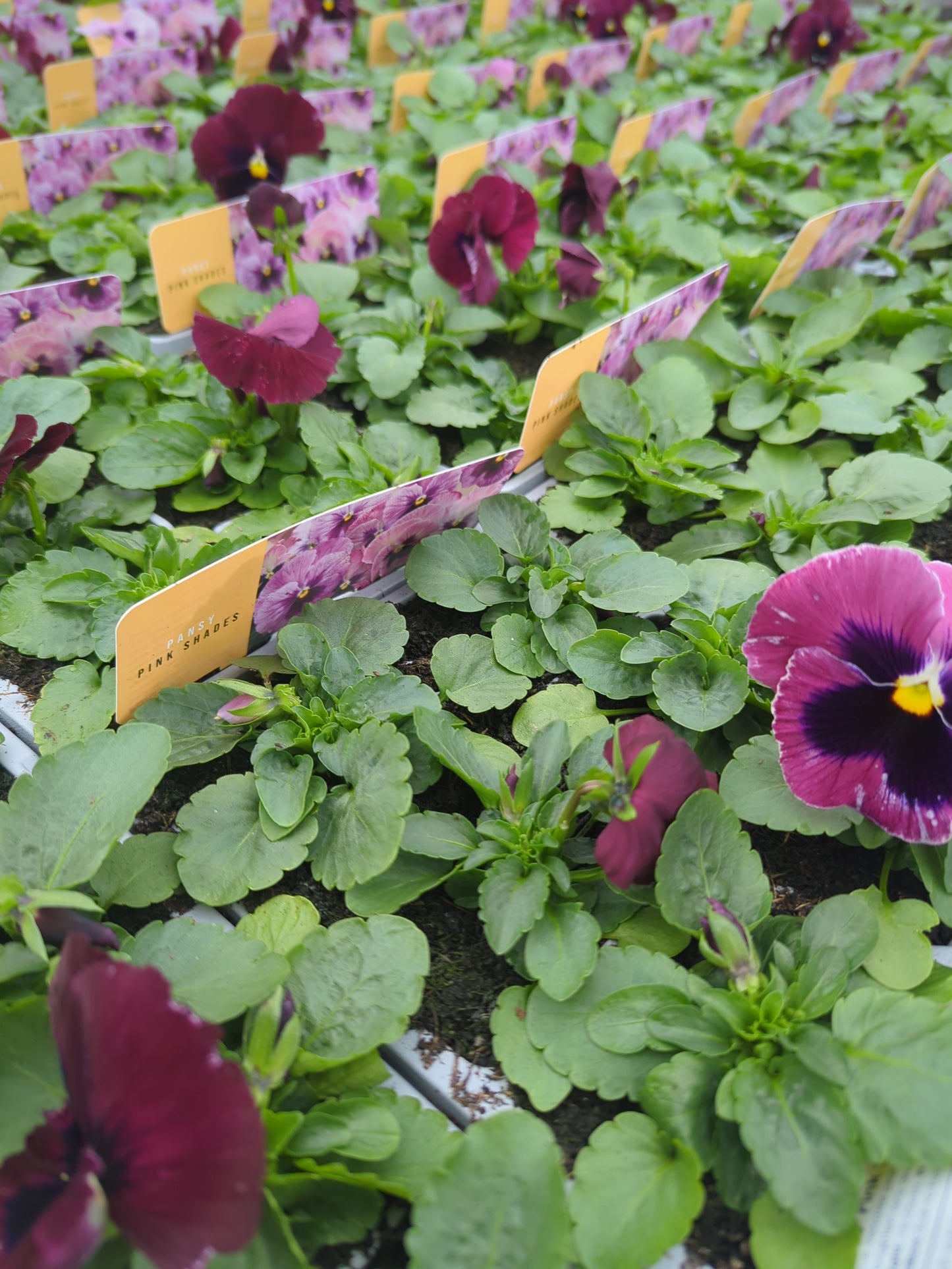 x10 Pansy Pink Shades Flower Plants