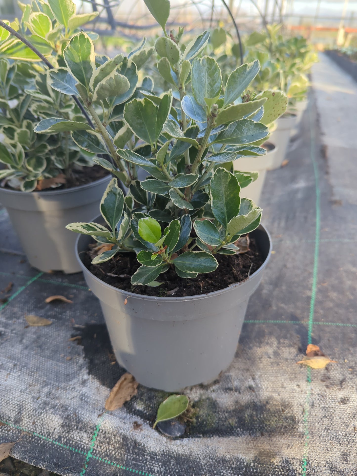 X1 Euonymus Emerald Gaiety 3Litre pots Large Border Plants Garden