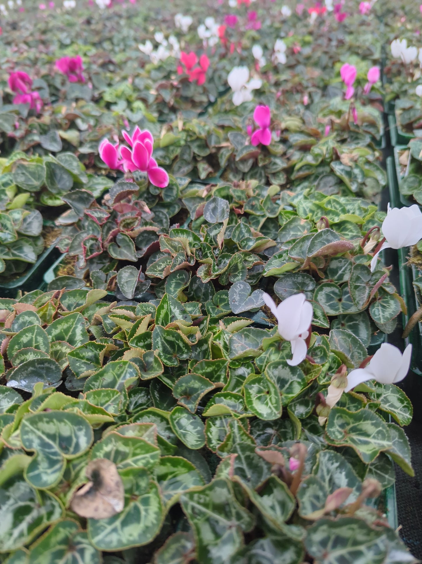 x10 Cyclamen Metis Mix Jumbo Plug Plants
