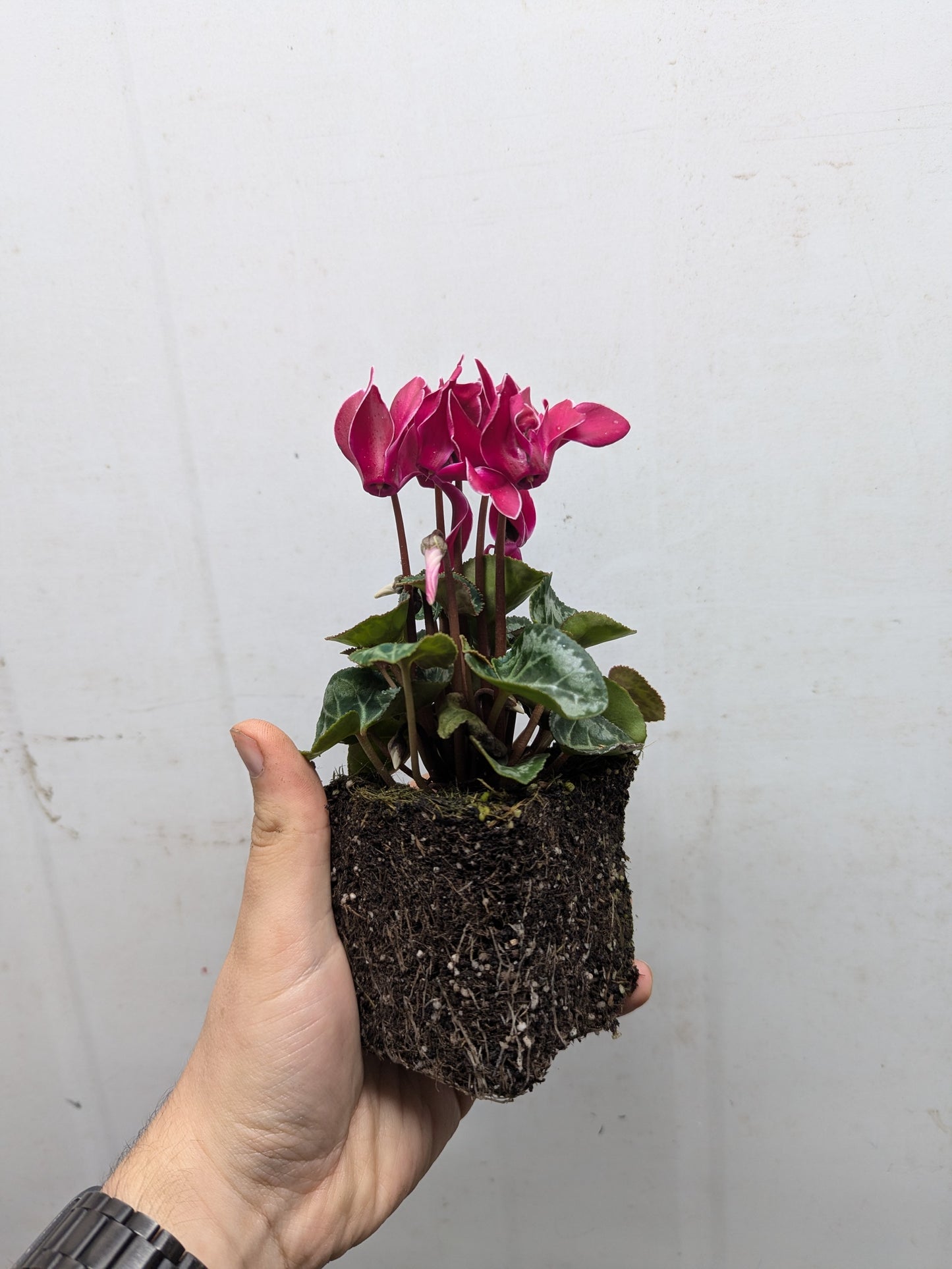 x10 Cyclamen Metis Mix Jumbo Plug Plants