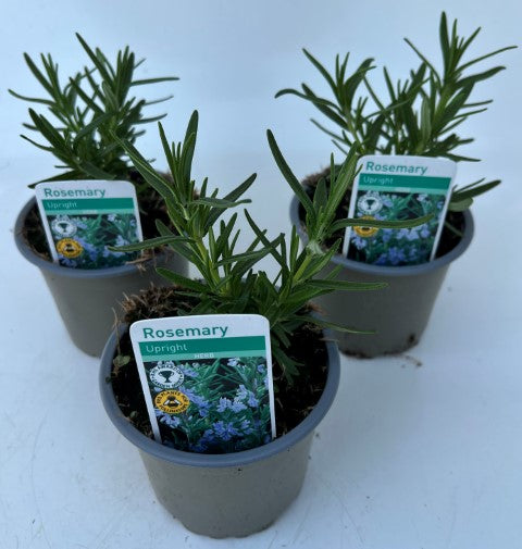 x3 Rosemary - Aromatic Herb 10.5cm/9cm