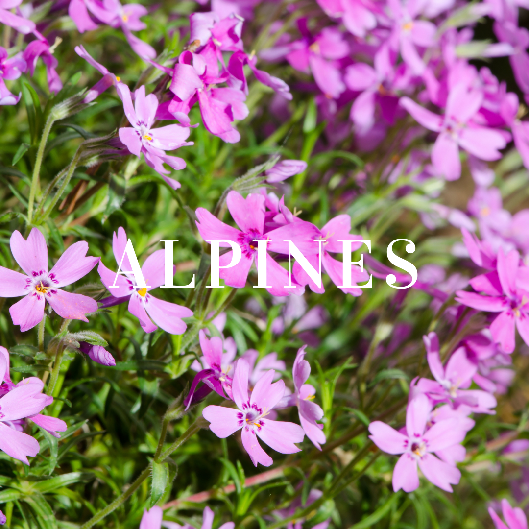 Alpine Plants