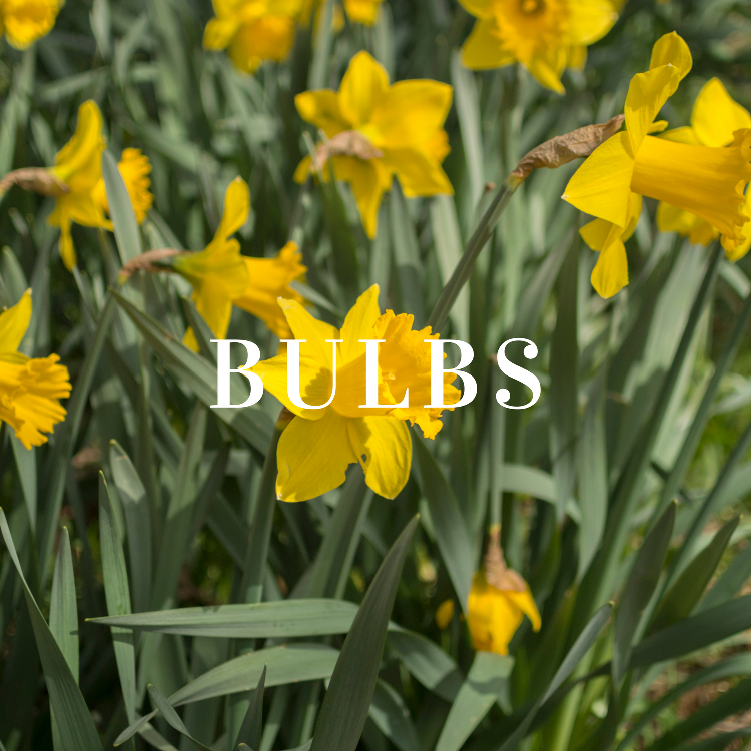 Bulb Plants