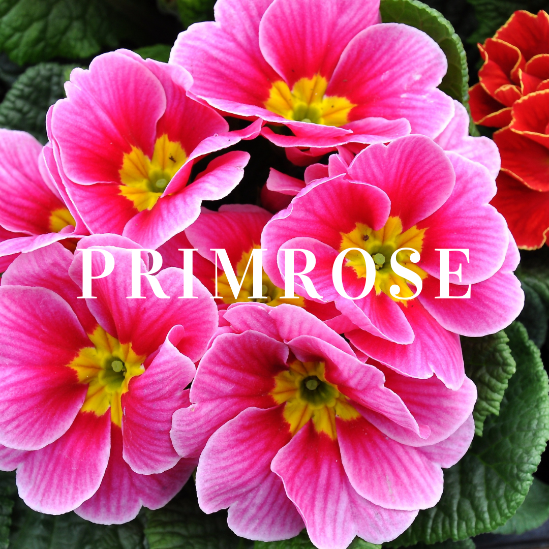 Primula Plants