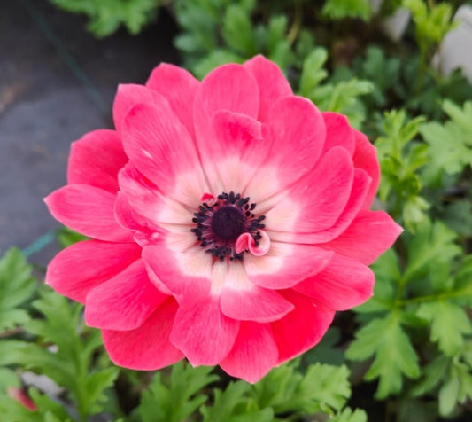 x3 Anemone Harmony Double Pink 10.5cm/9cm