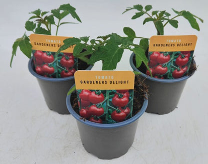 x3 Tomato Gardeners Delight 10.5cm (Glasshouse Ready)