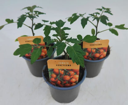 x3 Tomato Honeycomb 10.5cm (Glasshouse Ready)