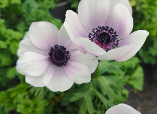 x1 Anemone Harmony Pearl 19cm/3Ltr