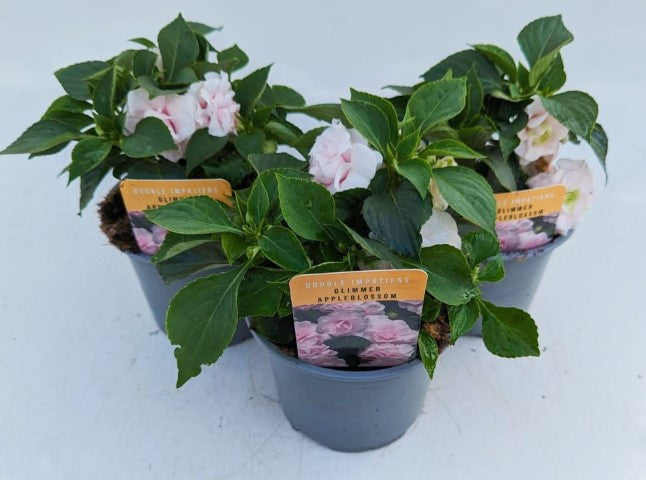 x2 Impatiens New Glimmer Appleblossom 13cm/1 Ltr