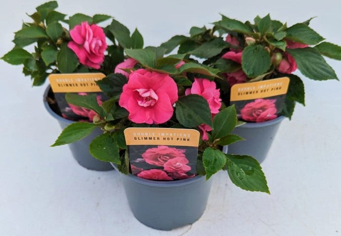 x2 Impatiens New Glimmer Hot Pink 13cm/1 Ltr