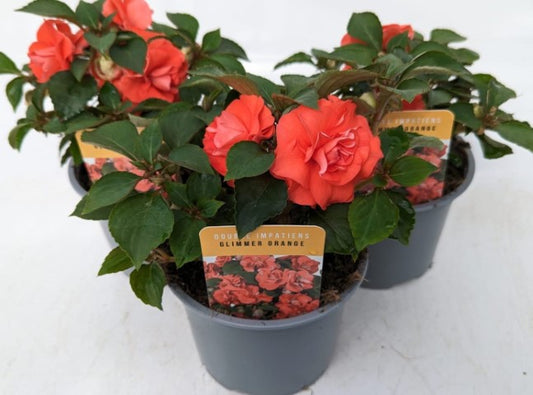 x2 Impatiens New Glimmer Orange 13cm/1 Ltr
