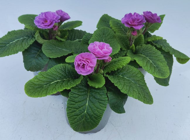 x2 Primula Primrose Queen Neon Violet 13cm/1Ltr