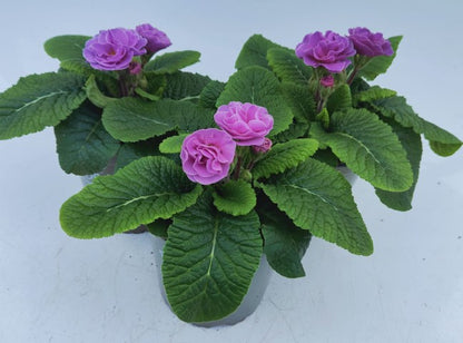 x2 Primula Primrose Queen Neon Violet 13cm/1Ltr