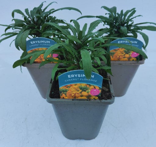 x2 Erysimum Cheers Florange 13cm/1 Litre