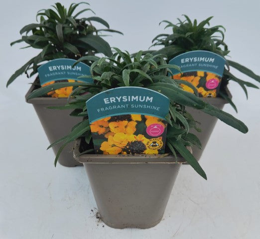 x2 Erysimum Fragrant Sunshine 13cm/1 Litre