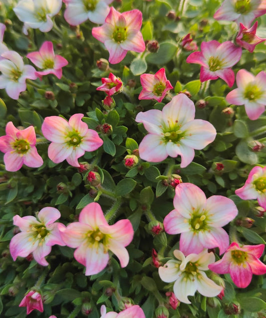 x1 Saxifraga Picotee 19cm/3Litre
