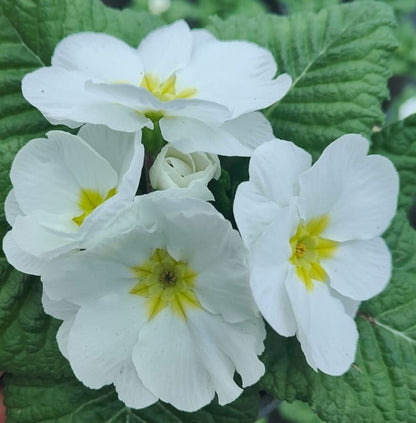 x2 Primula Primrose Snow White 13cm/1Ltr