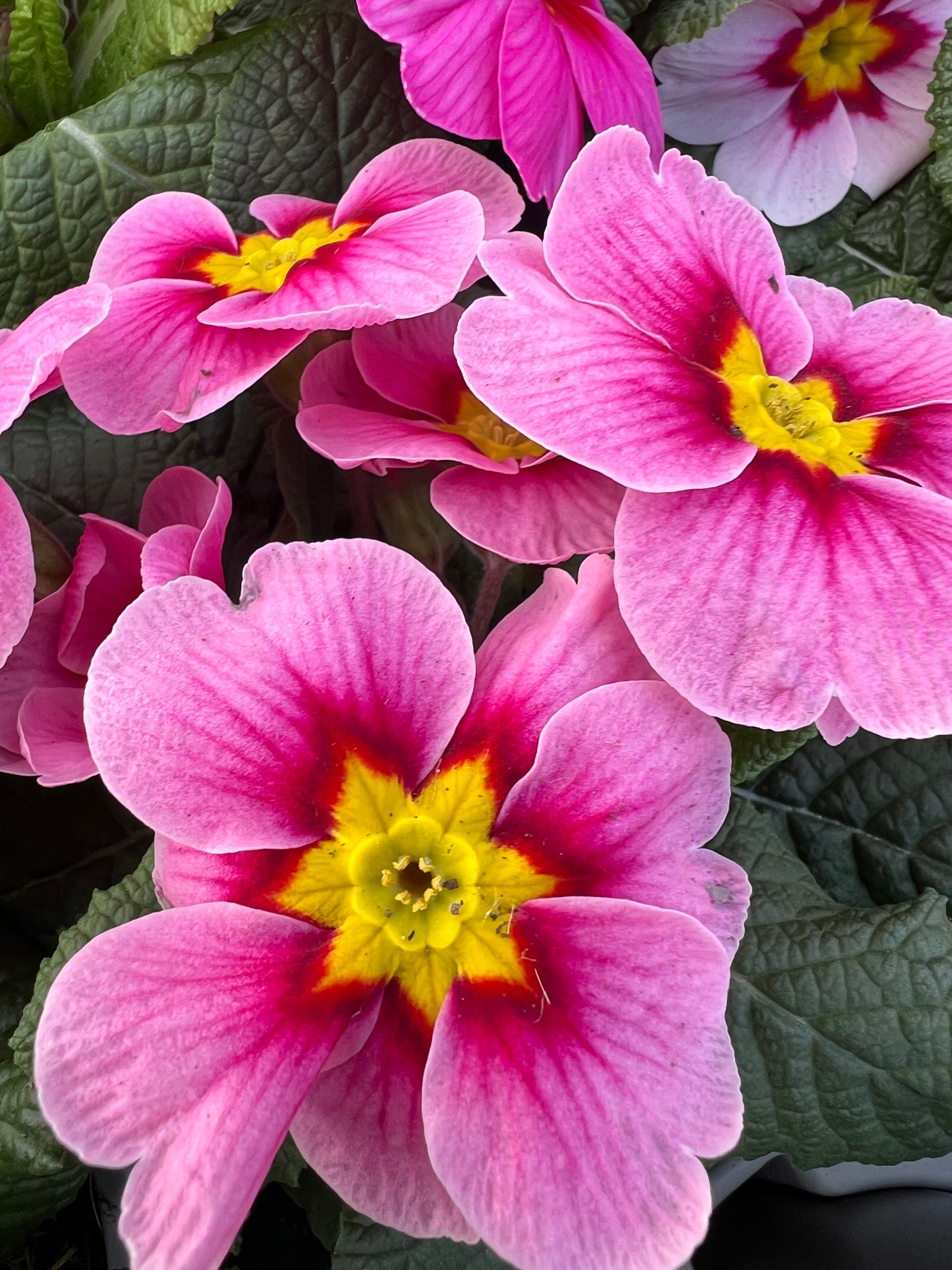 x2 Primula Primrose Pink Shades 13cm/1Ltr