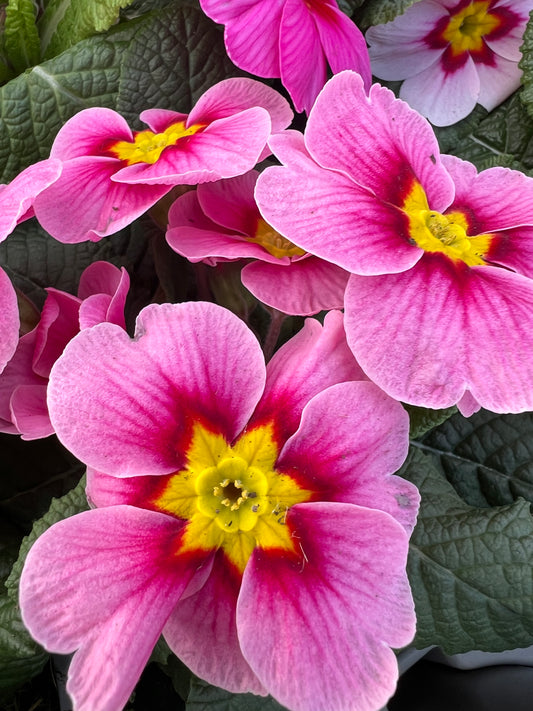 x2 Primula Primrose Pink Shades 13cm/1Ltr