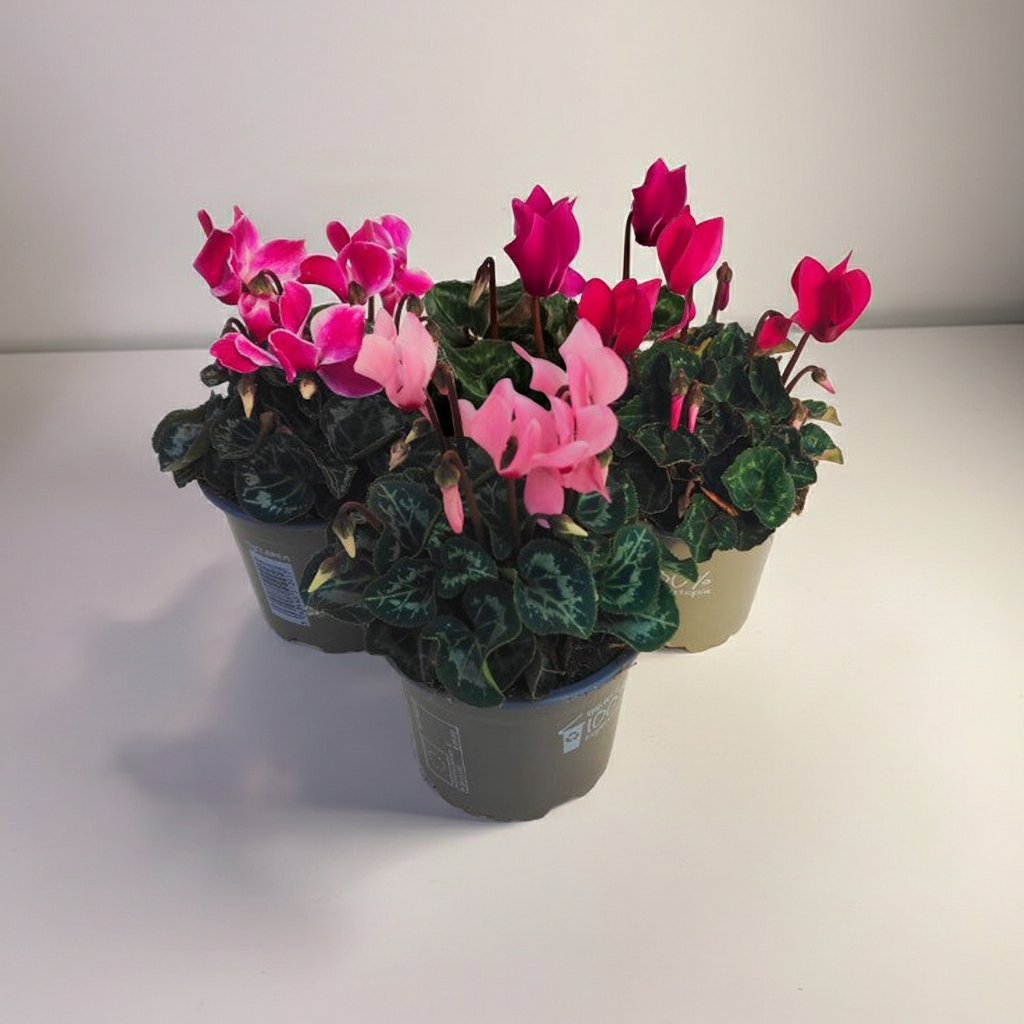 x3 Cyclamen Metis Mix Plants 10.5cm/9cm