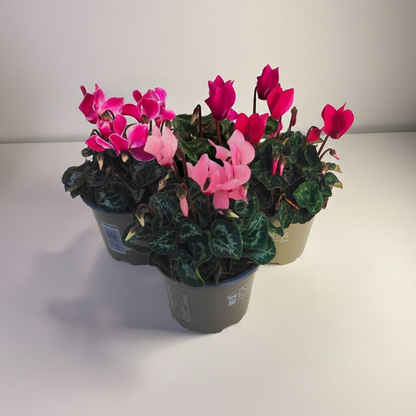 x3 Cyclamen Metis Mix Plants 10.5cm/9cm