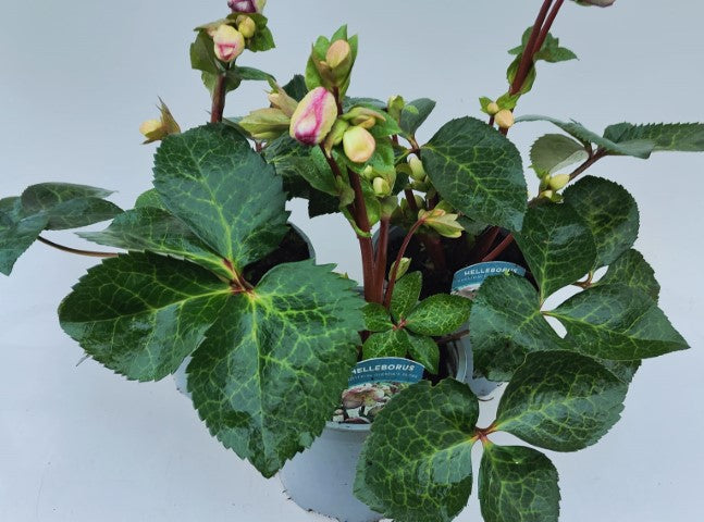 x1 Helleborus Glendas Gloss - 19cm/3Litre