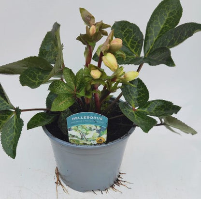x1 Helleborus Molly's White - 19cm/3Litre