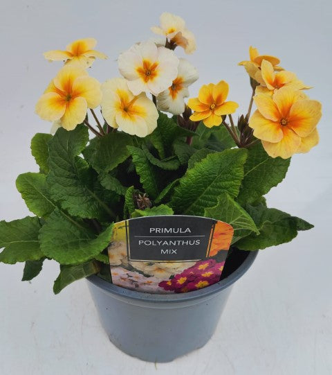 x1 Primula Polyanthus Veris Lime Orange - 19cm/3Litre