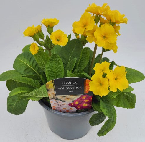 x1 Primula Polyanthus Yellow - 19cm/3Litre