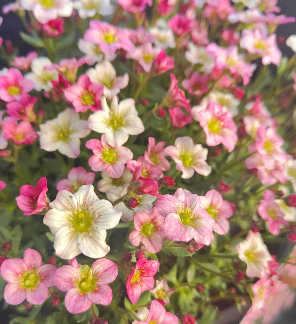 x1 Saxifraga Alpino Pink 19cm/3Litre