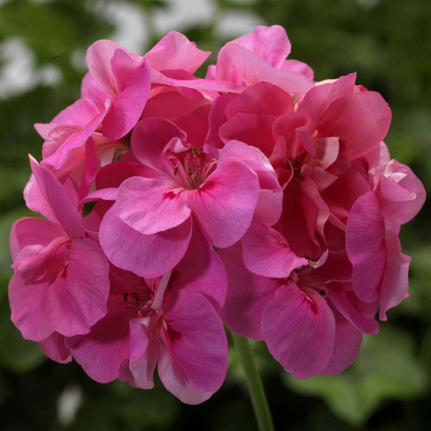 x3 Geranium Temprano Pink 10.5cm/9cm