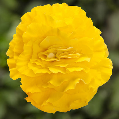 x3 Begonia Nonstop Yellow Red Back 10.5cm/9cm